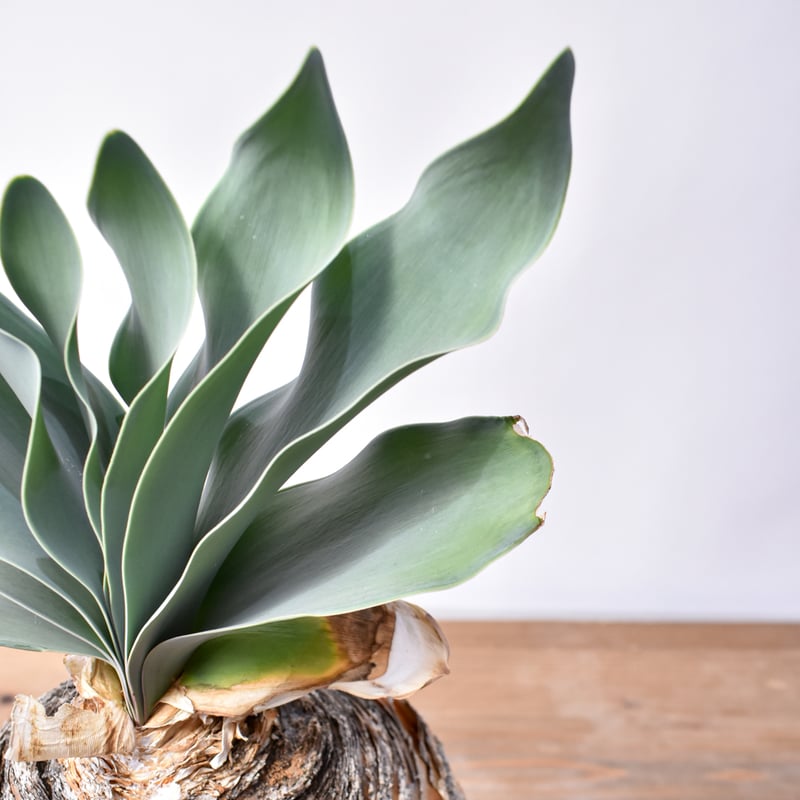 ブーファン ハエマンソイデス 