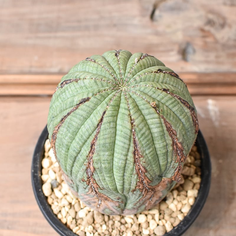 ユーフォルビア オベサ 【発根済み】HK2402399 (T) | RAFLUM / ラフラ