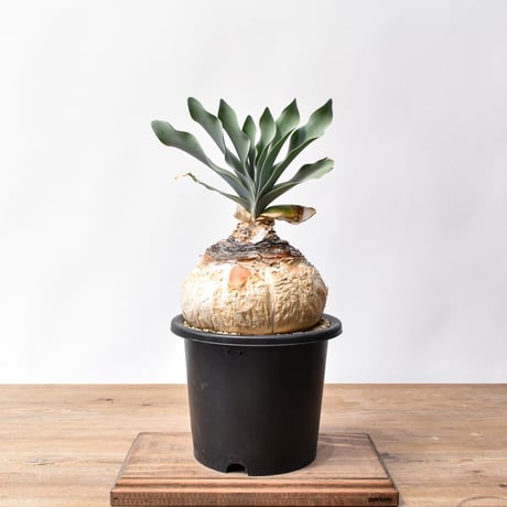 CATEGORY ブーファン | RAFLUM / ラフラム｜東京、大阪の塊根植物