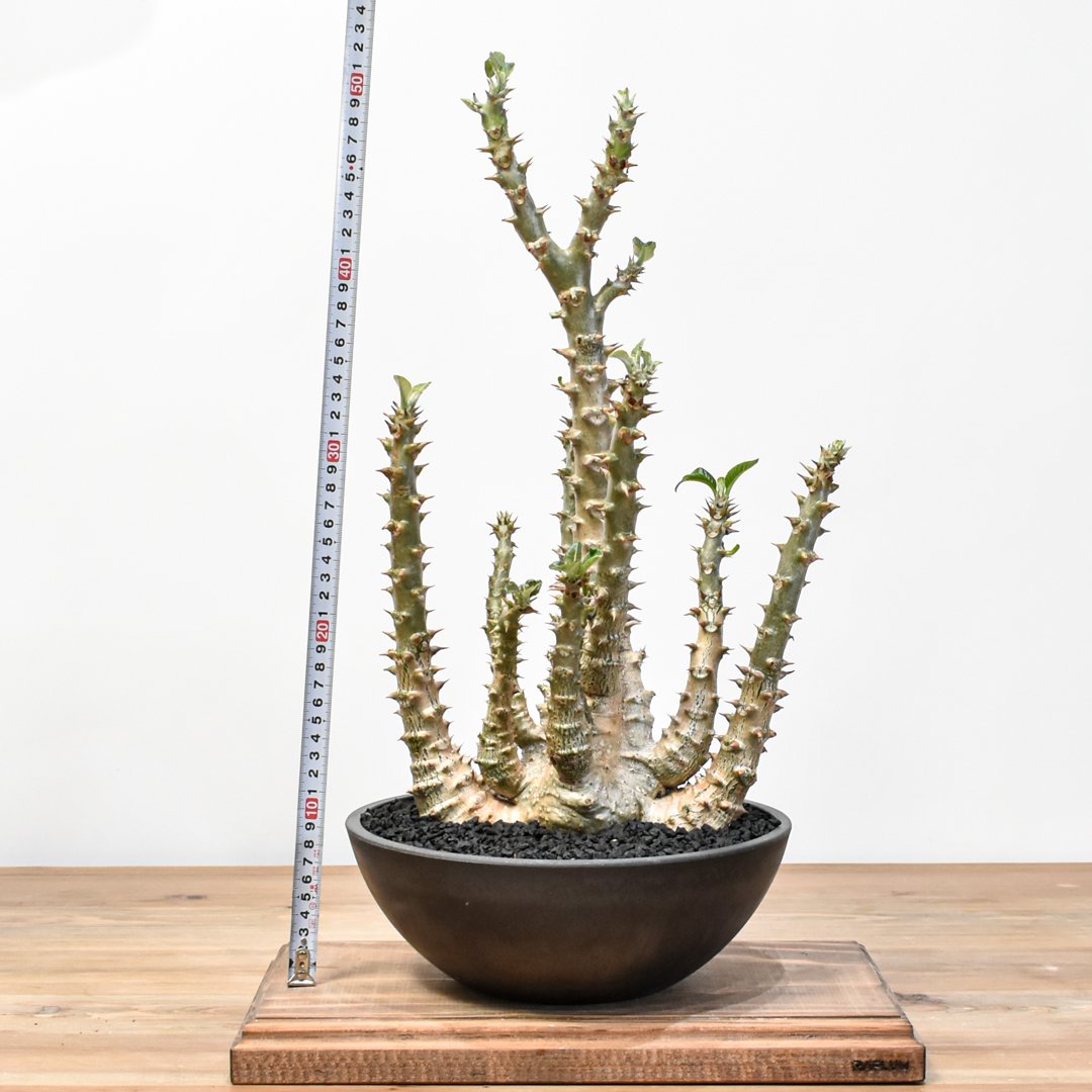 fit=scale-down,w=1200