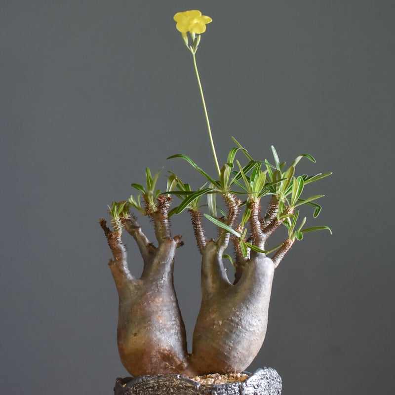 パキポディウム グラキリス 二頭【イチ押し！パキポディウム系の人気者