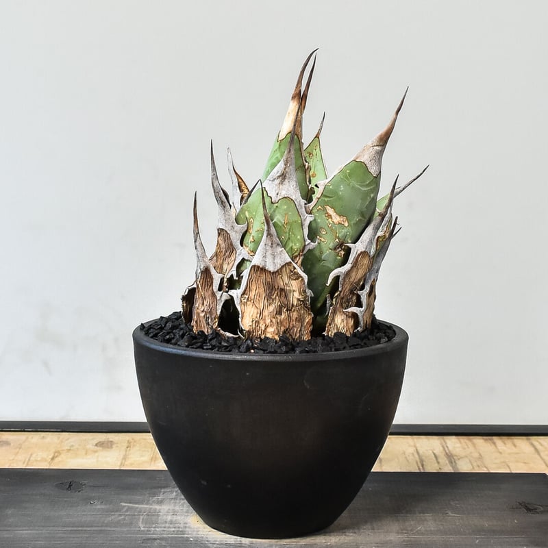 アガベ オアハカ 