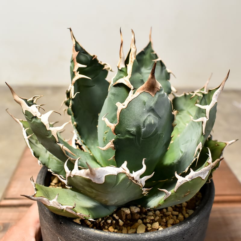 アガベ チタノタ オテロイ 