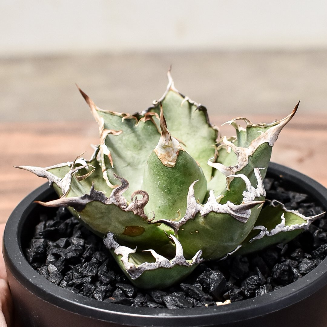 チタノタ「Sicilia産 悪魔くん Medusa 惡魔」大きめ株 チタノタ