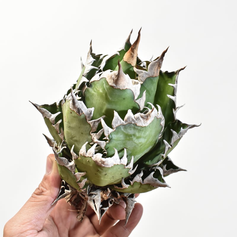 国内実生最高峰】アガベ チタノタ 赤猫 / レッドキャット【OSPセレクト