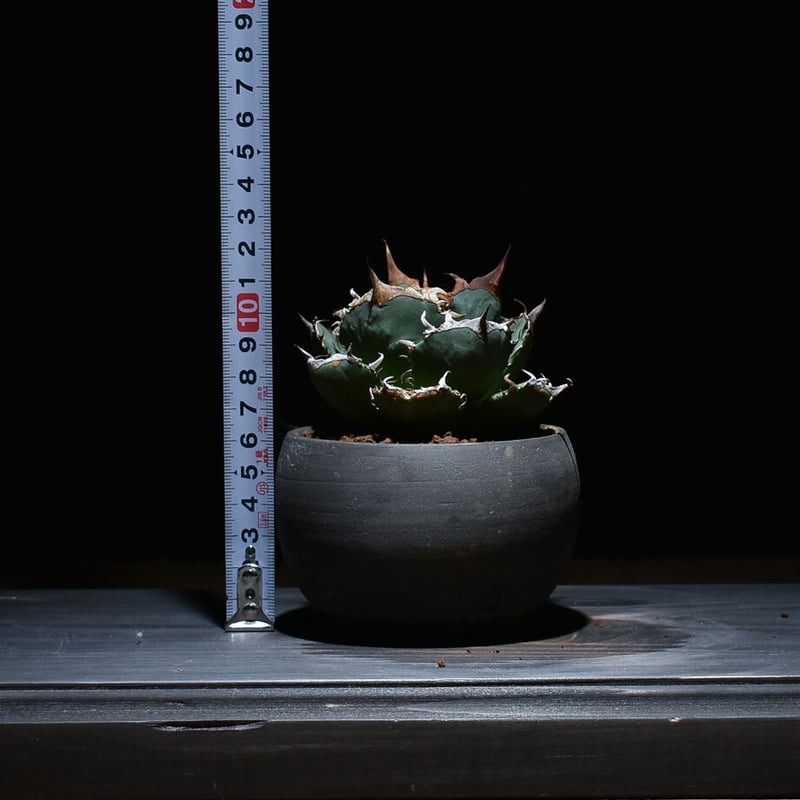 アガベ チタノタ FO-076 