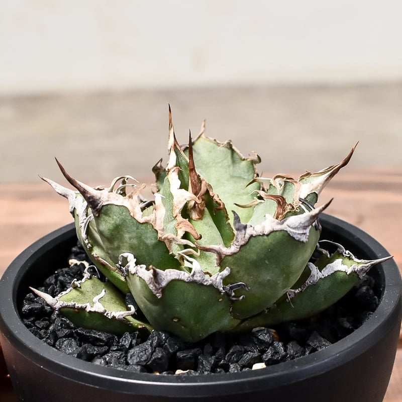 アガベ チタノタ シーザー / 凱撒 【台湾産/中株/発根済み】RF231618