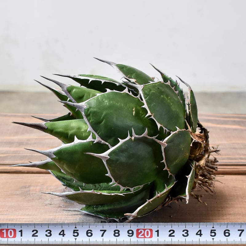 アガベ ホリダ【OSP選抜株 / 抜き苗】43 | RAFLUM / ラフラム｜東京