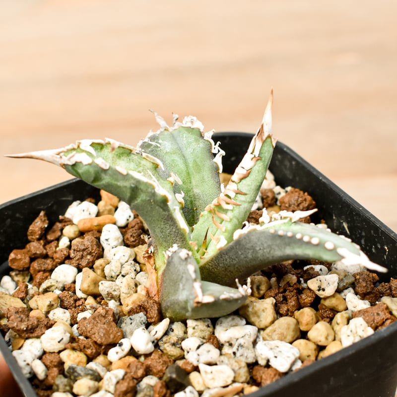 チタノタ 台湾産 スタッズ特選株 セット ※バラ売り可能 検）冰雹、麻花