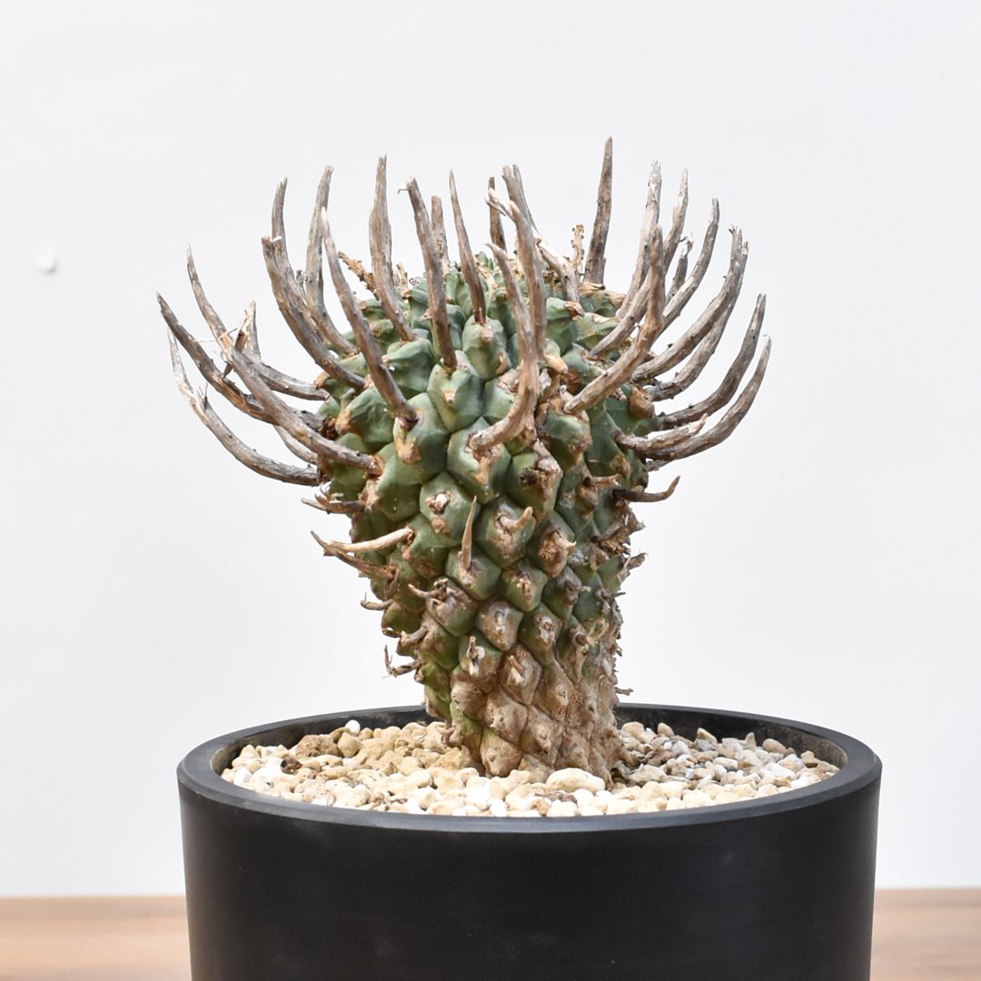 ユーフォルビア スコエンランディ 