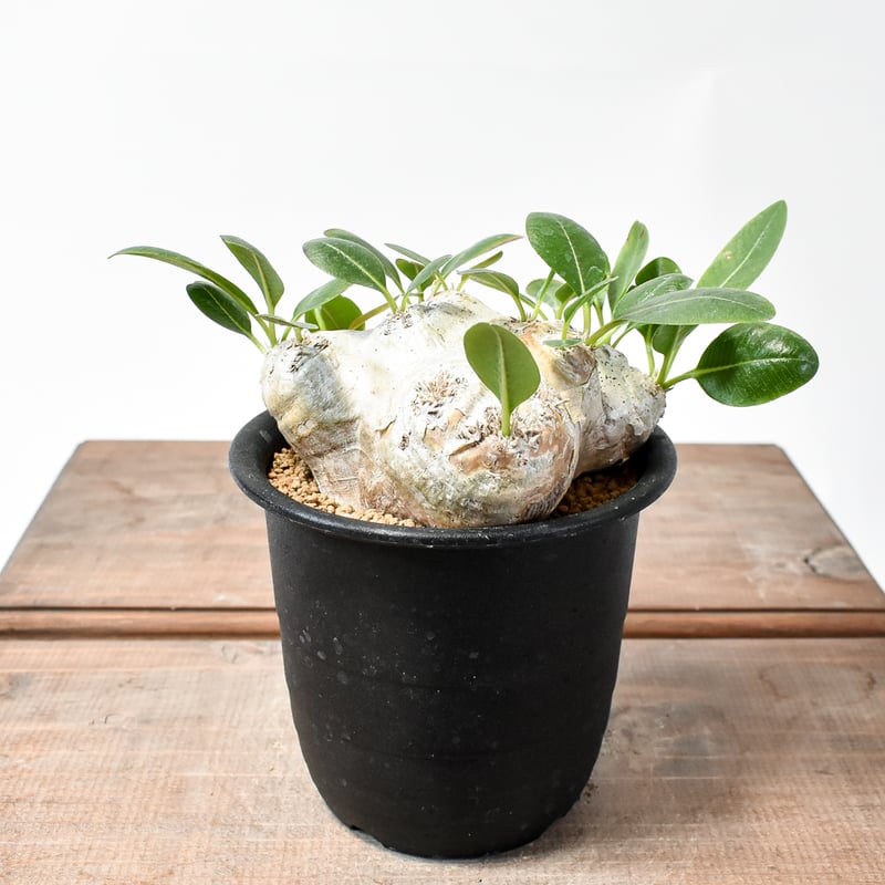 パキポディウム ブレビカウレ 