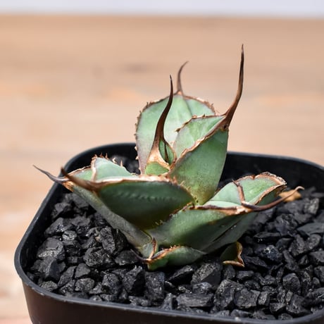 アガベチタノタオテロイ | STORES