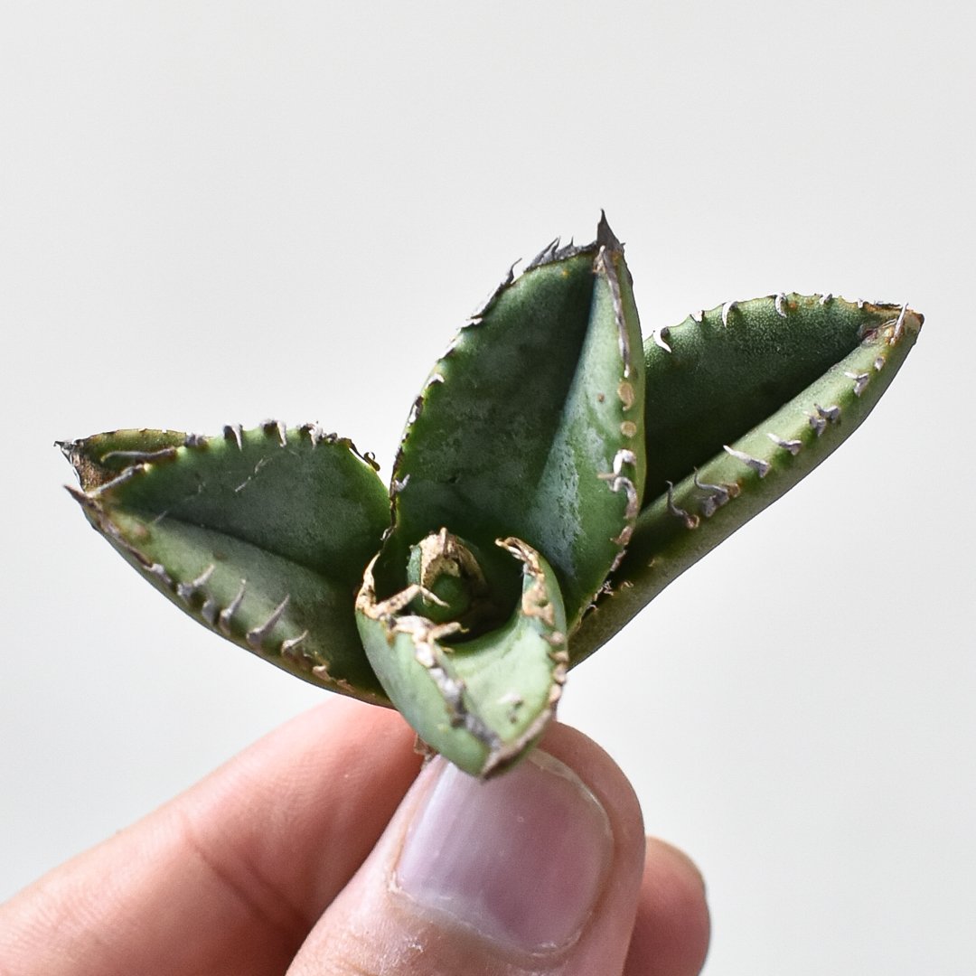 麻花龍子株発根済②アガベチタノタ Berlin産 麻花龍子株発根済②