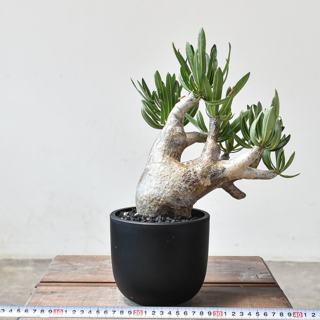 パキポディウム イノピナツム 【 現地球/発根済】HK2402390(T