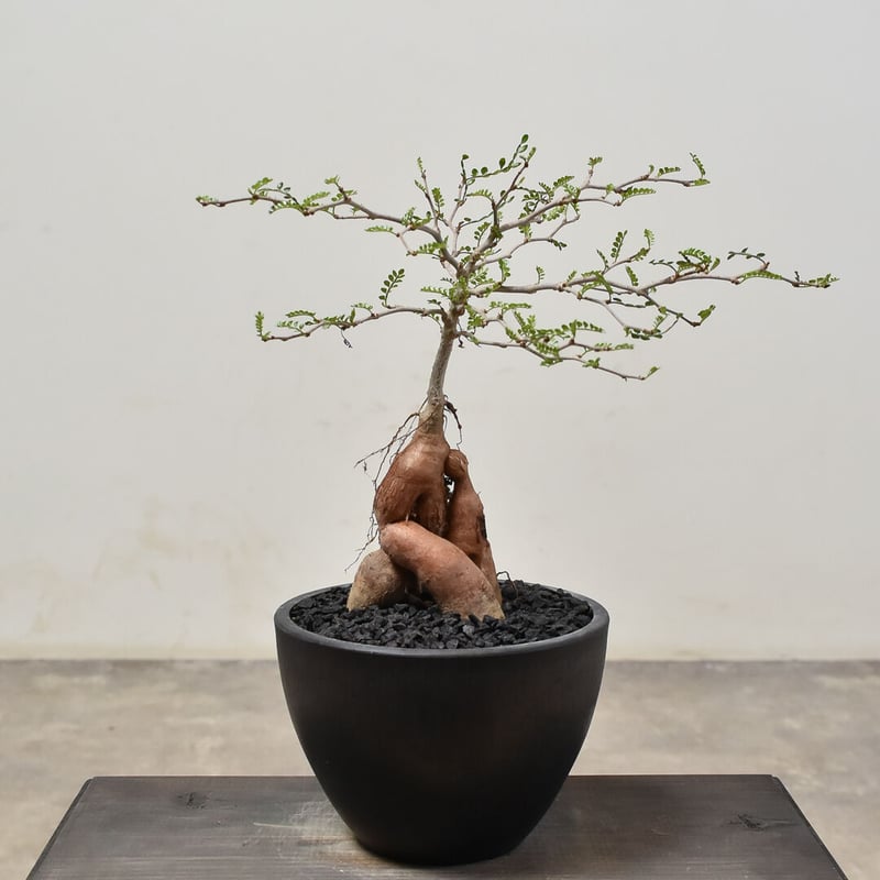 オペルクリカリア パキプス （実生）RF231526(T) | RAFLUM / ラフラム｜