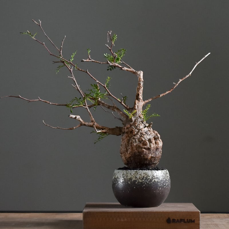 オペルクリカリア パキプス【手乗りサイズ・見事な枝ぶり！厳選された