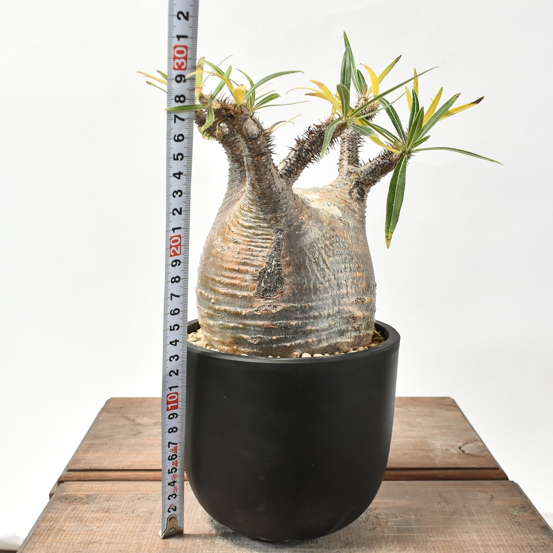 パキポディウム グラキリス 【現地球/発根済み】HK2402614 | RAFLUM