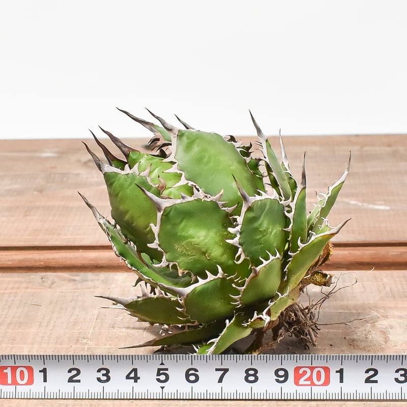 国内実生最高峰】アガベ ホリダ【OSPセレクト株 / 抜き苗 / 実生】27