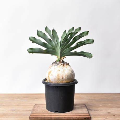 CATEGORY ブーファン | RAFLUM / ラフラム｜東京、大阪の塊根植物