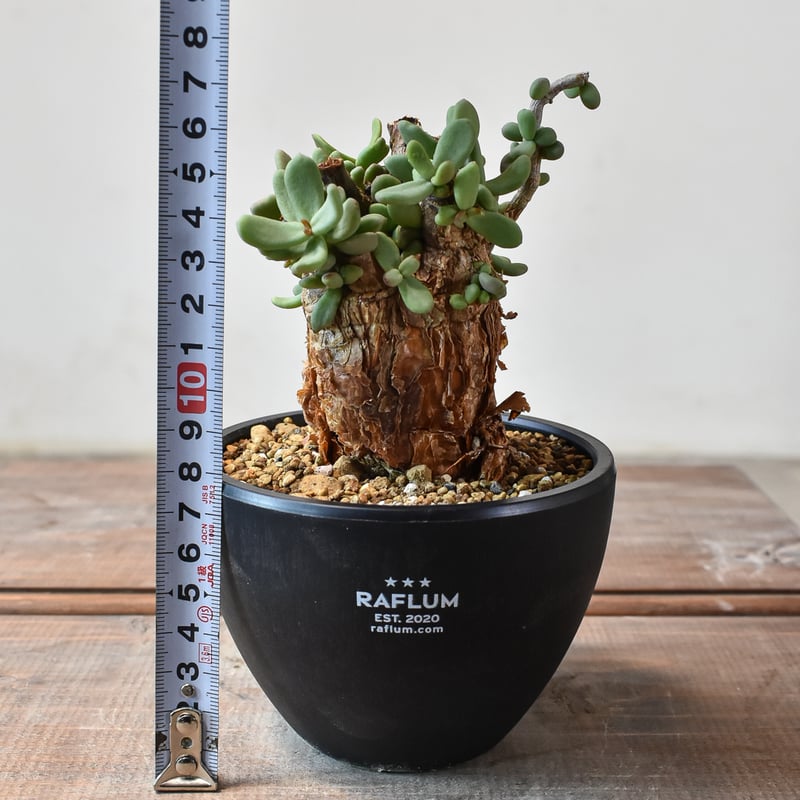 ケラリア ピグマエア 【発根済】A | RAFLUM / ラフラム｜東京、大阪の