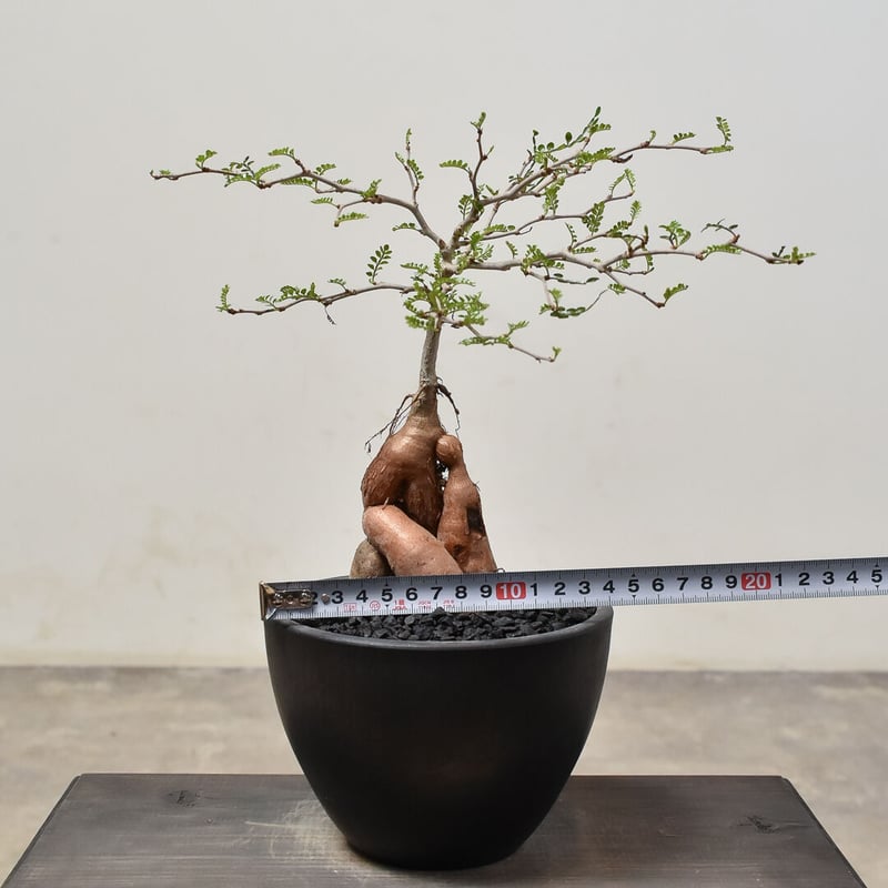 オペルクリカリア パキプス （実生）RF231526(T) | RAFLUM / ラフラム｜