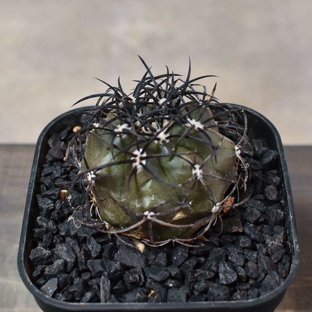 コピアポア グリセオビオラセア 