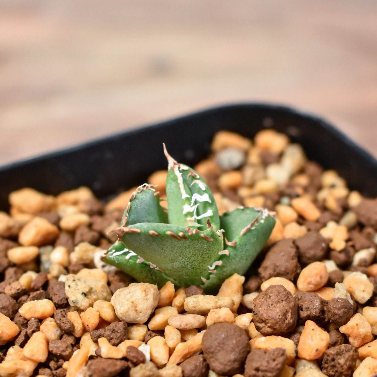 アガベ チタノタ ホオジロザメ 