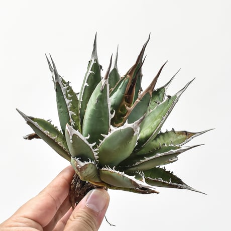 アガベパープソラム | STORES