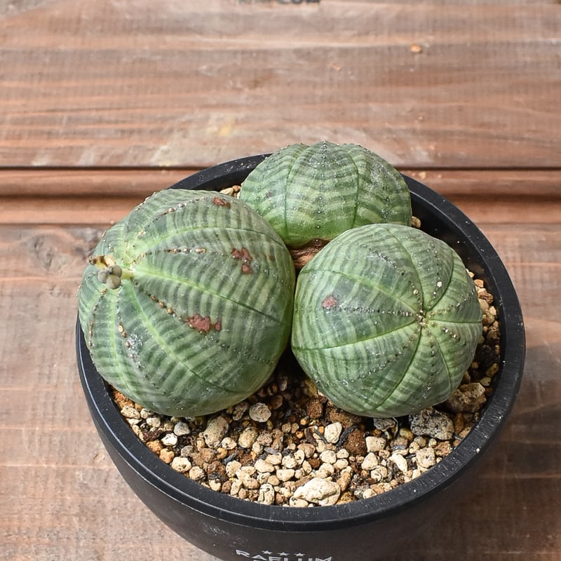 ユーフォルビア オベサ 