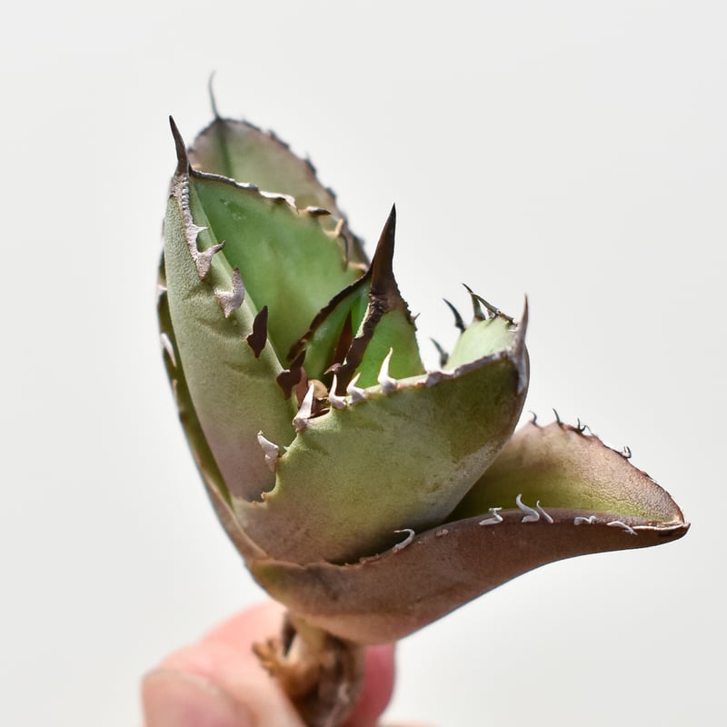 アガベ チタノタ 