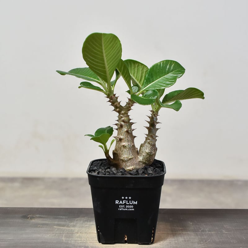 パキポディウム ウィンゾリー （実生）RF231540 | RAFLUM / ラフラム