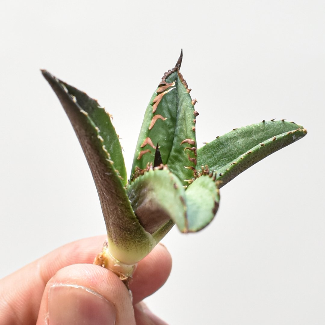 アガベ チタノタ DENNIS040 