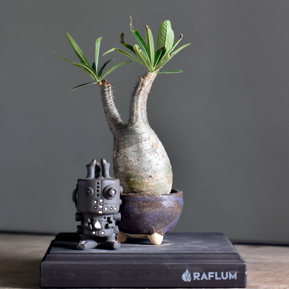 希少 チビグラキリス 現地球 発根済 発根済】【現地球】パキポディウム