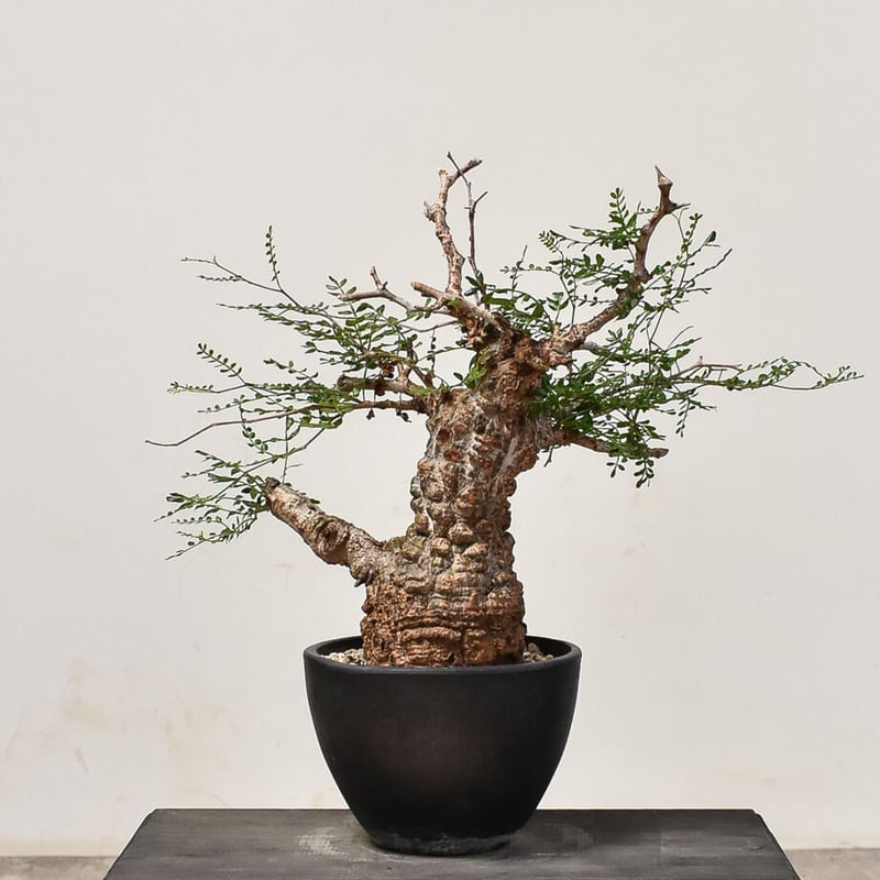 オペルクリカリア パキプス （発根済み） RF231565(T) | RAFLUM / ラフ