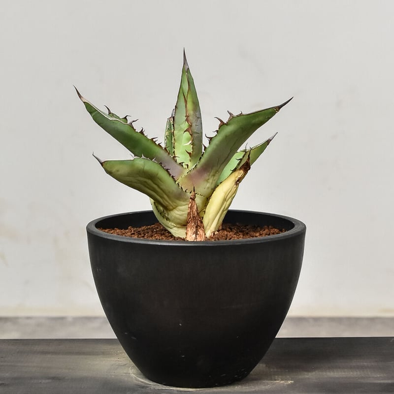 アガベ チタノタ 