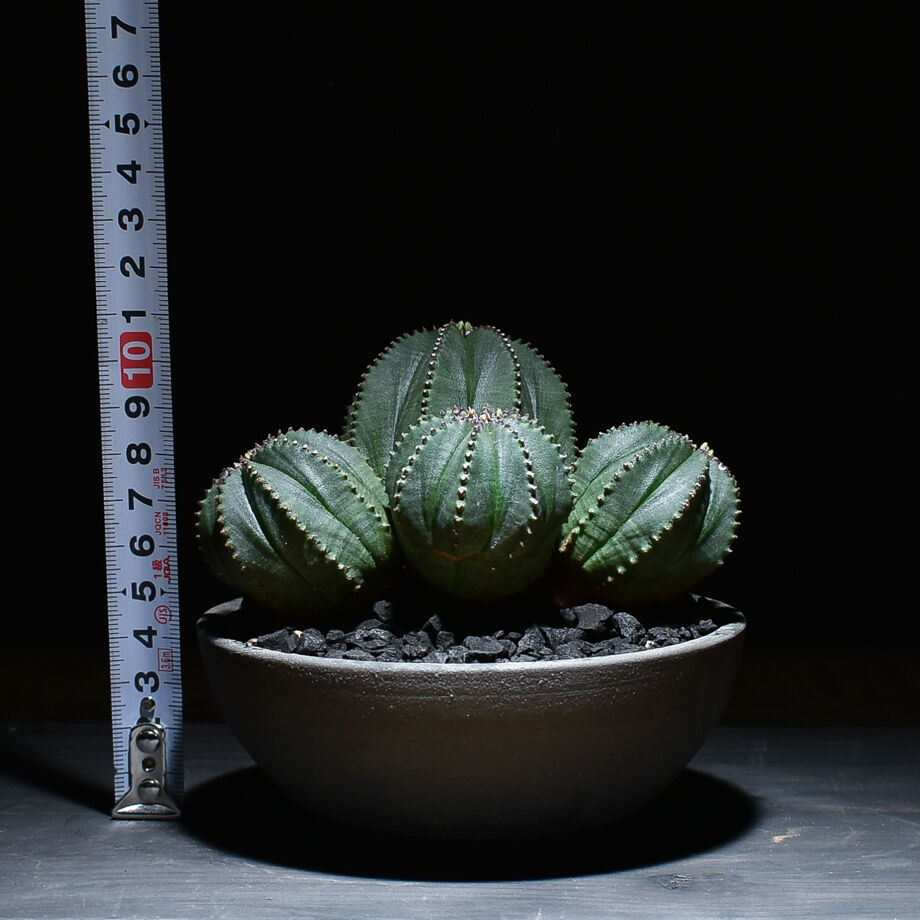 ユーフォルビア オベサ×バリダ 