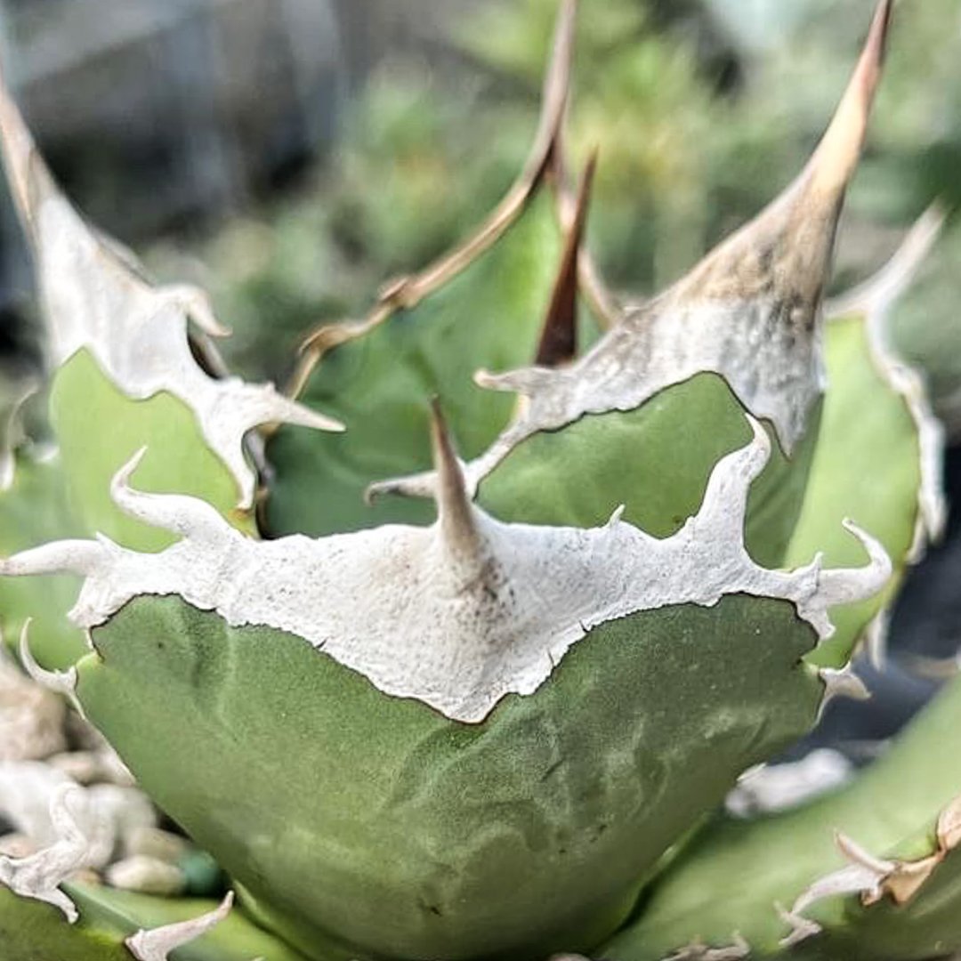 アガベ チタノタ 