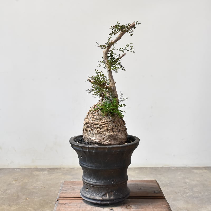 最終値下】オペルクリカリア パキプス 現地株 発根2年経過 vol.4