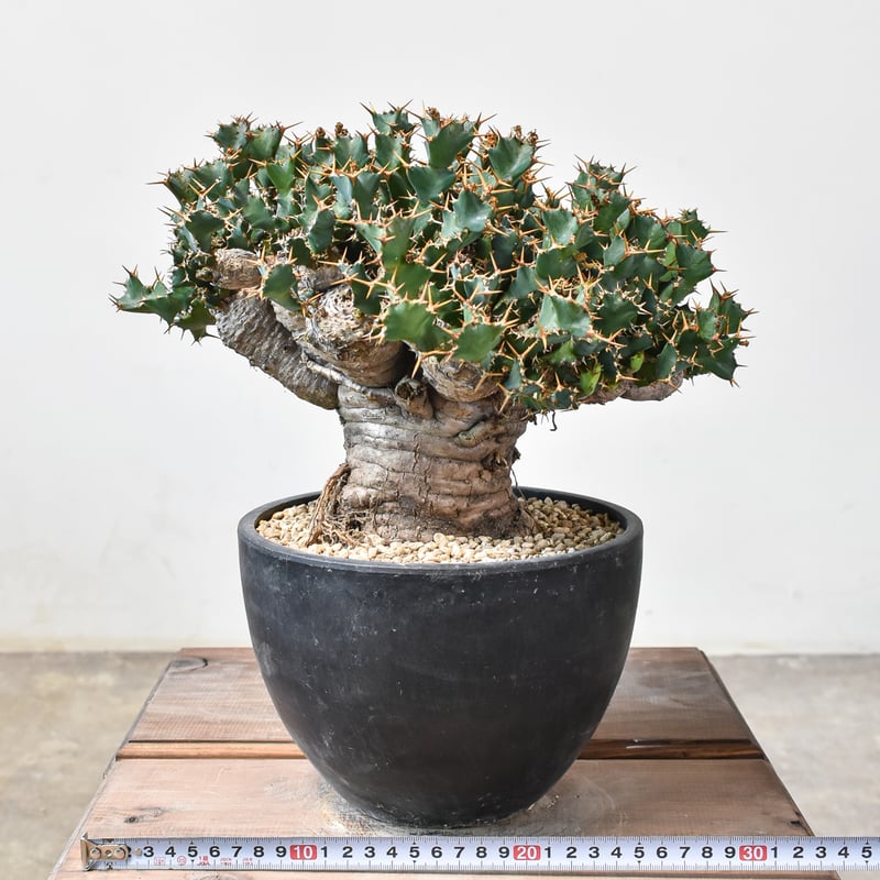 ユーフォルビア クラビゲラ 