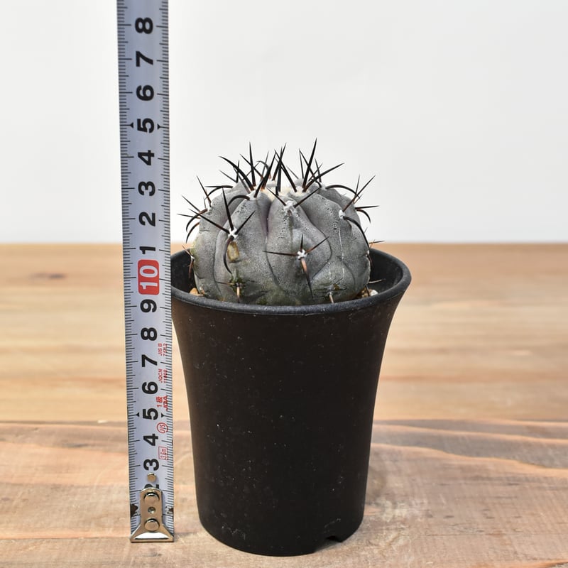 コピアポア シネレア 