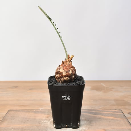 サイカスカイルンシアナ | STORES