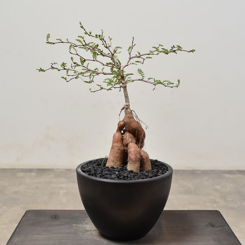 オペルクリカリア パキプス （実生）RF231526(T) | RAFLUM / ラフラム｜