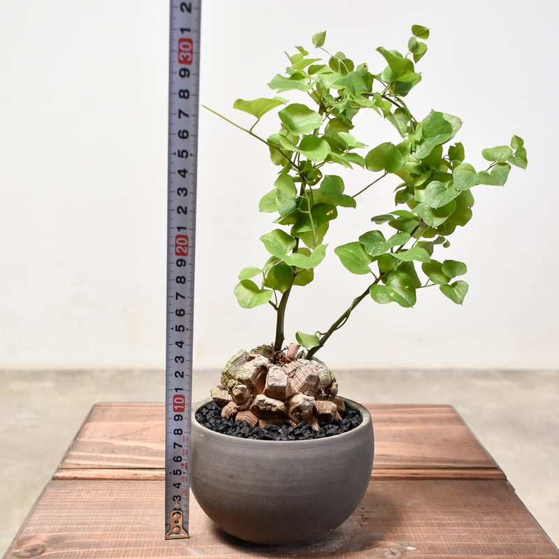 メキシコ亀甲竜 ベアルート株 発根済み ディオスコレア ディオスコレア