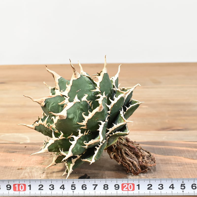 5CLAW】アガベ チタノタ 