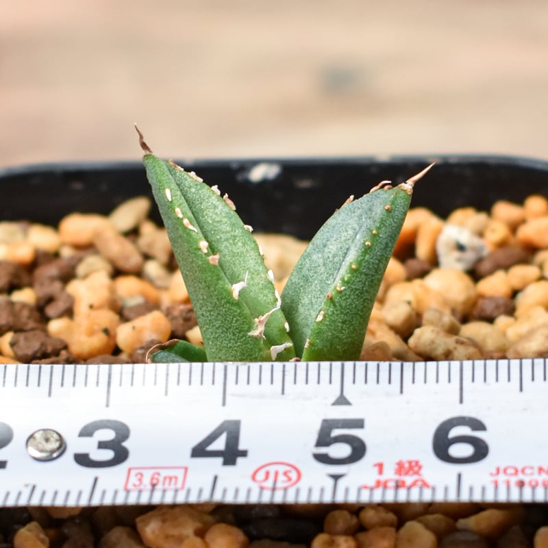 アガベ チタノタ 