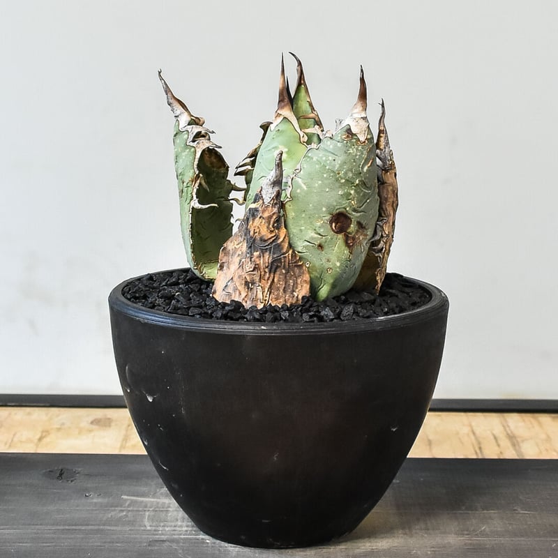 アガベ オアハカ 