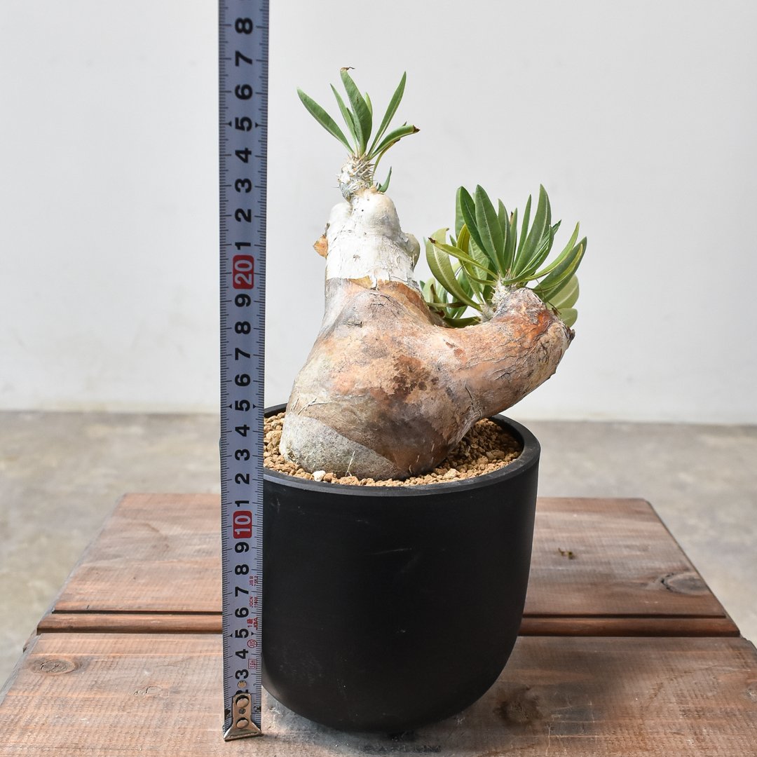 パキポディウム イノピナツム 【 現地球/発根済】B HK2402389(T