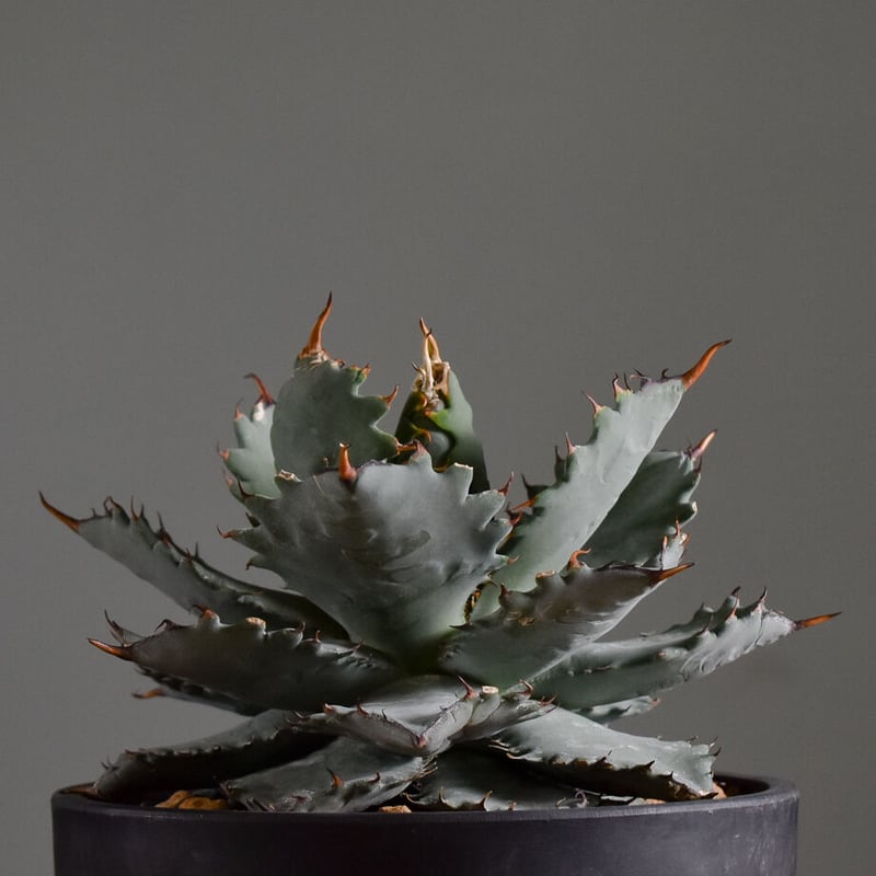 アガベ ハイブリッド チタノタ X マルガリータ （発根済）【イチ押し