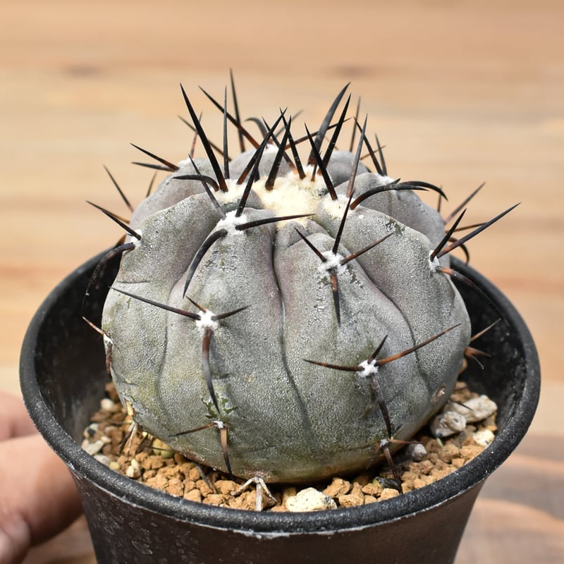 大きめコピアポアシネレア 国王丸 Copiapoa cinerea コピアポア