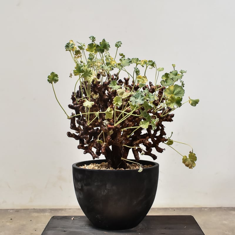 ペラルゴニウム ミラビレ 大株【発根済み】B RF231901(T) | RAFLUM / ラ